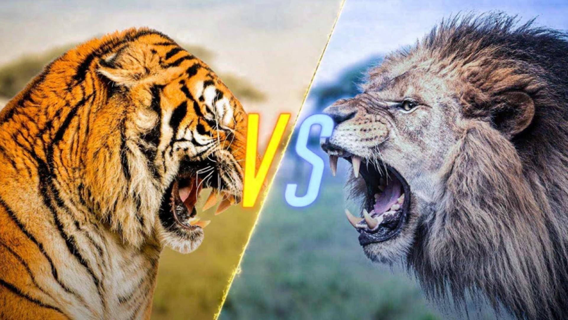 老鹰VS灰熊直播，当天空霸主撞上丛林巨兽，这场跨物种对决到底有多野？